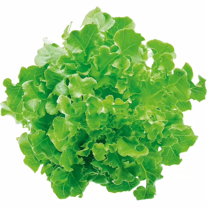 Barazzoni Spa Salad Spinner, green, Medio