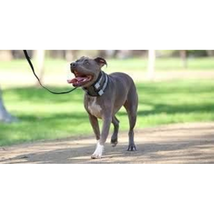Cesar Millan Pack Leader Collar™ - The Dog Whisperer's Training Collar (Medium, Blue)
