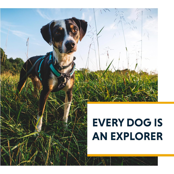 Шлейка для собак Ruffwear Hi Light Basalt Gray S