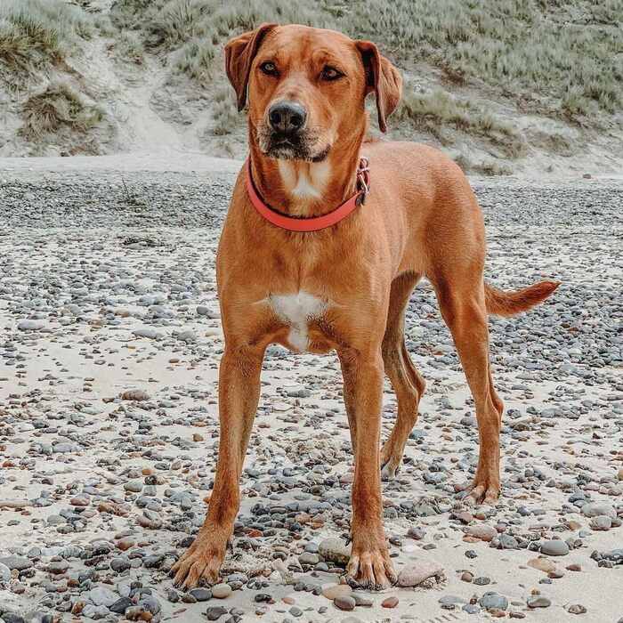 Нашийник для собак HUNTER CONVENIENCE COMFORT, неоновий помаранчевий, з неопреновою підкладкою, стійкий до погодних умов, зручний у догляді, для спорту та відпочинку, розмір 50