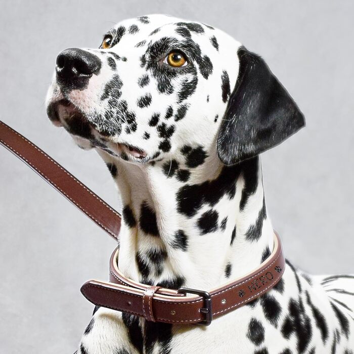 Набір повідка та нашийника ne&no® (веганська шкіра) для собак. Міцний поводок з карабіном, регульований нашийник. Розмір S, коричневий/бежевий, персоналізований.