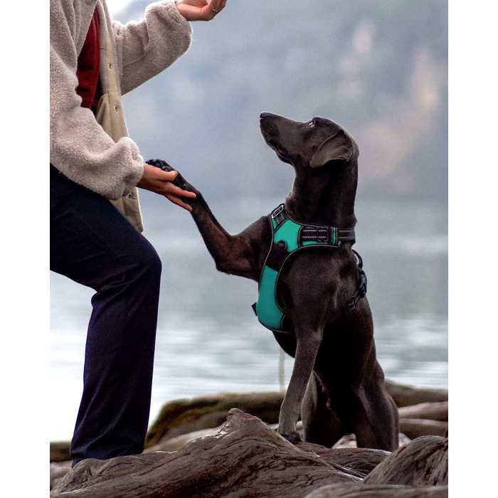 Нашийник для собак Joytale середнього розміру, світловідбиваючий, дихаючий, регульований з ручкою для тренувань, M (XL, 1 шт), блакитний