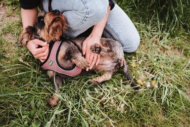 Нашийник для собак HUNTER HILO COMFORT, турквіс, розмір XXS, легкий, з сітчастого матеріалу, для маленьких та середніх собак, з відбиваючими елементами, сучасний дизайн