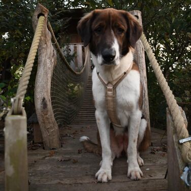 Шлейка для собак Anny-X Brustgeschirr Fun, розмір L (обхват грудей 78-96 см), колір: Сніжинка