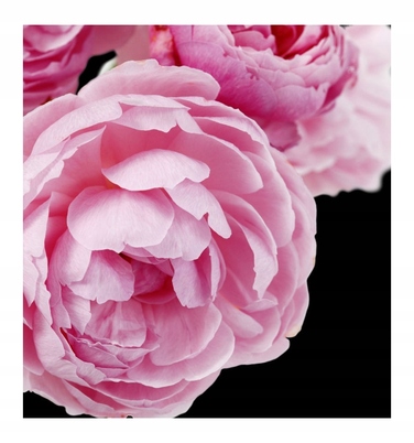 Парфумована вода Yodeyma Cheante для жінок, 50 мл