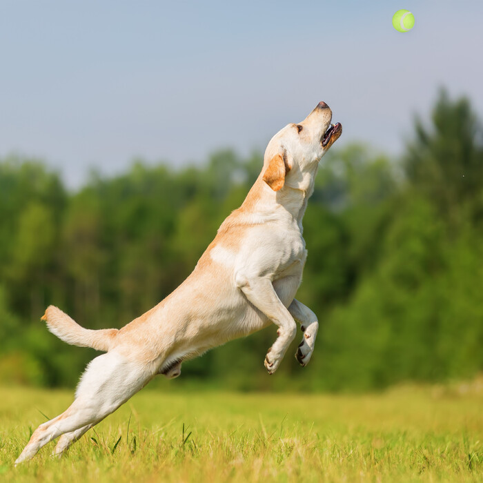 Relaxdays Dog Ball Launcher 2-Piece Set