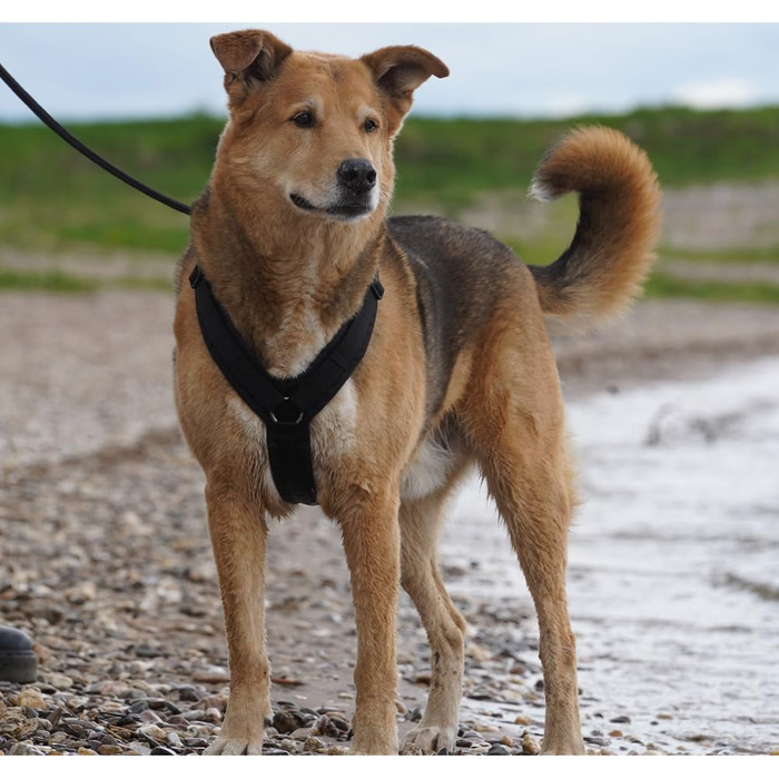 Шлейка для собак Anny-X Brustgeschirr Fun чорного кольору, розмір XL-короткий (обхват грудей 78-96 см)