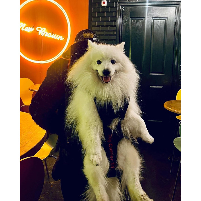 Преміум рюкзак для собак, переноска для собак 11-18 кг, система підтримки 4-х ременів