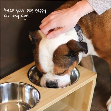 Підставка для корму для собак Pawfect Pets з бамбука, 17.8 см, 4 миски з нержавіючої сталі, для середніх собак