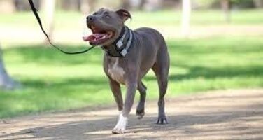 Cesar Millan Pack Leader Collar™ - The Dog Whisperer's Training Collar (Medium, Blue)