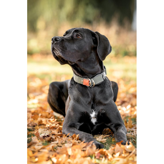 WowWow Professional Dog Collar with Leash - Khaki - Size M 37-46 cm, 195g light, innovative collar with integrated leash - known from 'The Lion's Den'