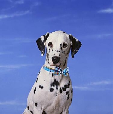 Нашийник для собак та котів з бантиком Unique Style Paws, міцний, регульований, для дівчаток та хлопчиків, блакитне плетіння