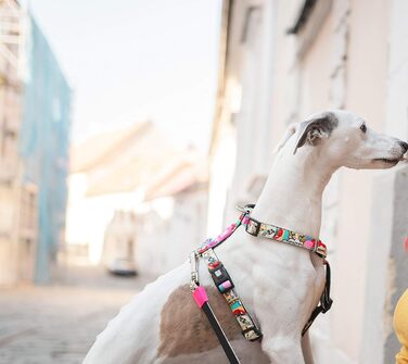 Нашийник для собак Max & Molly H-подібної форми, Ultrabequemes Geschirr Hund з неопрену для дуже маленьких собак, Little Monsters, з підкладкою, безпечний та ультралегкий - комфорт для вашого вірного компаньйона (M)