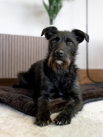 Підстилка для собак та котів Harmony Flex 90x65 см з водонепроникним дном