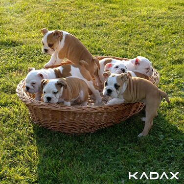 КADAX Лежанка для собак та котів з лози, природний колір, лежанка для собак, котячий кошик, лежак для тварин, лежанка для собак, місце для сну собаки, кошик для відпочинку (11x50x38 см)