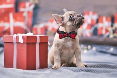 Нашийник для собак Lionet Paws на Halloween з метеликом, бавовна, XL, 34-55 см, для собак