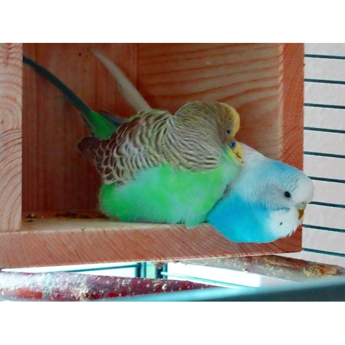 Vogelgaleria® Sweet Birdhouse, Wooden Sleep House for Bird Cages or Aviaries | Loved as a Sleeping Place and Shelter for Budgies, Cockatiels, and Lovebirds | Bird Cage Accessories Birdhouse