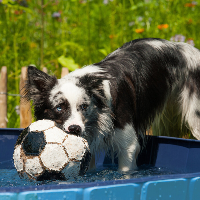 Relaxdays Blue Dog Pool