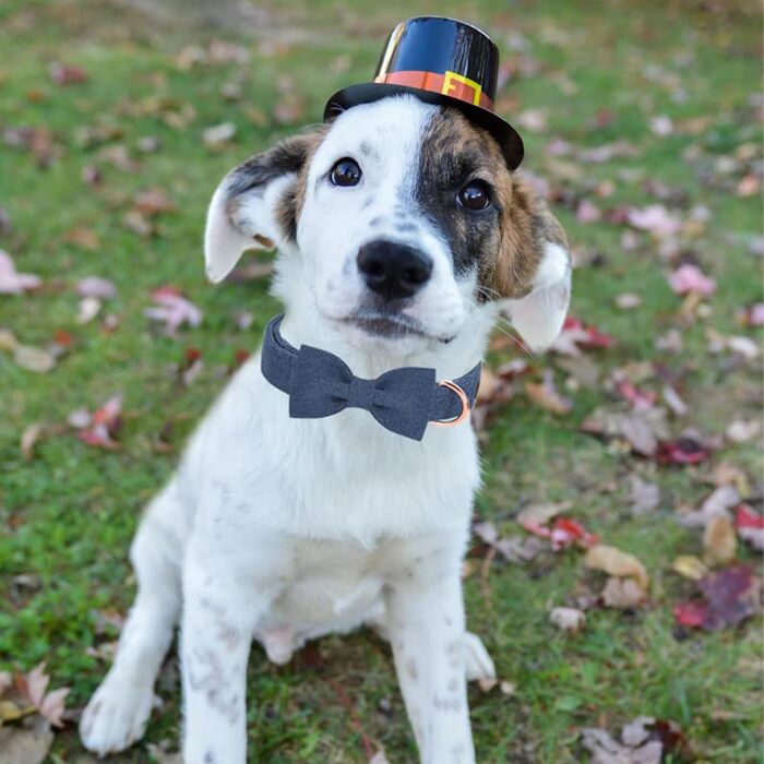 Нашийник для собак дівчаток Aring Pet, бавовняний, з бантиком, регульований, для великих собак, XS, темно-синій