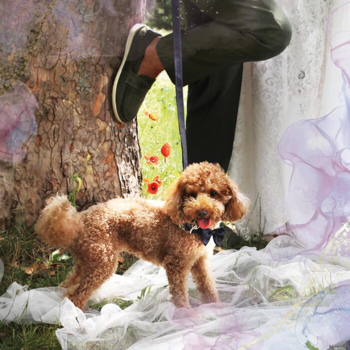 Ошатний нашийник Croci Ceremony для собак з метеликом, блакитний, сатин, срібні деталі, розмір L (41–66 см)