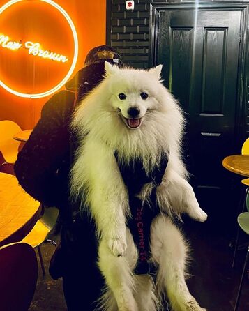 Преміум рюкзак для собак, переноска для собак 11-18 кг, система підтримки 4-х ременів