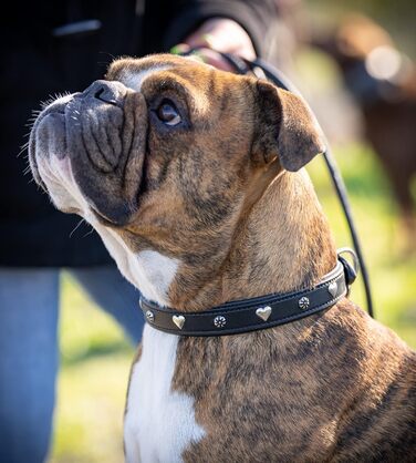 Нашийник для собак Jack Russell з натуральної шкіри чорного кольору з аплікаціями у вигляді серця та квітки, подвійний шар, розмір S (26.0-36.0)