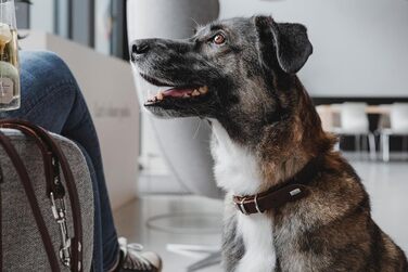 Нашийник для собак HUNTER Grenada з натуральної шкіри, ручної роботи, Німеччина, для тренувань та повсякденного використання, міцний, комфортний, елегантний дизайн, розмір: 39-48 см, колір: темно-коричневий