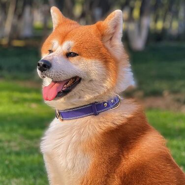 Нашийник для собак з натуральної шкіри, зелений, ширина 2.5 см, розмір M (обхват шиї 40-51 см)