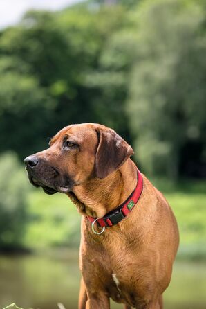 Нашийник для собак HUNTER Neopren Vario Plus, червоно-чорний, L-XL/2,5, міцний нейлон, м'яка неопренова підкладка, регульований, з поглиначем ривка, зручний, легкий у догляді