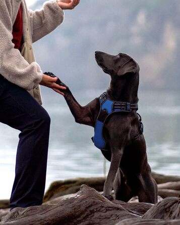 Шлейка для собак Joytale середнього розміру, світловідбиваюча, дихаюча, регульована з ручкою для тренувань, розмір M, Navy Blue (1 шт.)