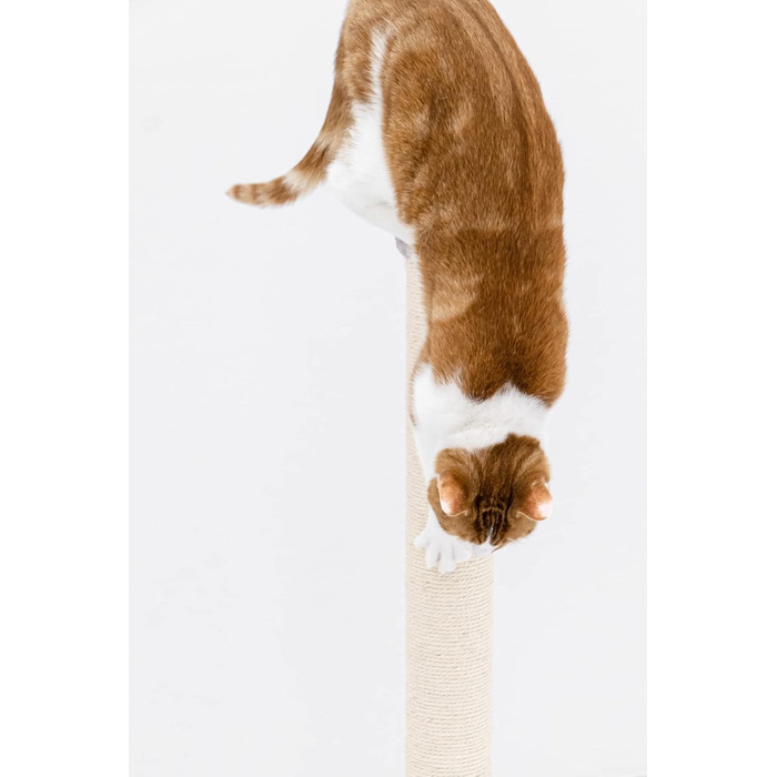 Petrebels Premium Quality Cat Tree Maine 90 cm High, with Extra Stable Base Plate and Natural Sisal Post, 40 x 40 x 90 cm, Color /Beige (Gray)