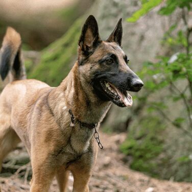 Нашийник для собак Sprenger з нержавіючого замка Sprenger 3 мм | Розмір регулюється індивідуально | Чорний, 60 см