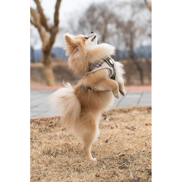 Нашийник для собак Пуппія Джуніор - легкий та супер м'який, для маленьких собак та цуценят, антигризун, бежевий, розмір M, PAMA-AC978 M Beige