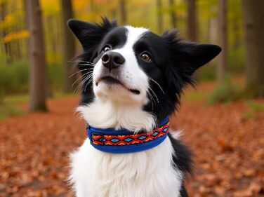 Нашийник для собак Extra-Wide & Soft з неопреновим наповнювачем, кольоровий на синьому, розмір XS (32-37 см)