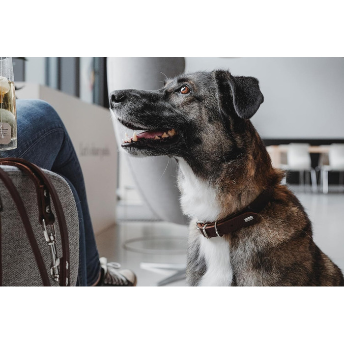 Нашийник для собак HUNTER Grenada з натуральної шкіри, ручної роботи, Німеччина, для тренувань та повсякденного використання, міцний, комфортний, елегантний дизайн, розмір: 39-48 см, колір: темно-коричневий