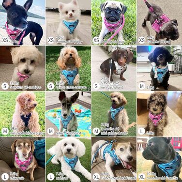 Нашийник та поводок для собак Haapaw, без натягу, регульований, світловідбиваючий, Step-in, для цуценят та маленьких собак, з м'якою підкладкою, блакитний, розмір M (обхват грудей 38.1-45.7 см, вага 4.5-6.8 кг)