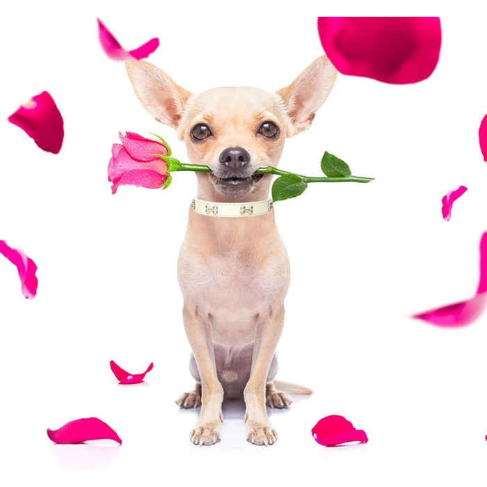 Нашийник для собак з натуральної шкіри та поводок-комбінований набір. Регульований нашийник для цуценят та собак маленьких та середніх порід. Білий, XS, S, M