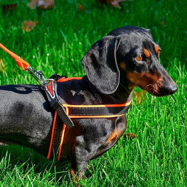 Шлейка для собак Ferplast Agila Fluo, неонове зелений колір, розмір 3 (37-57 см), м'яка підкладка, регульована