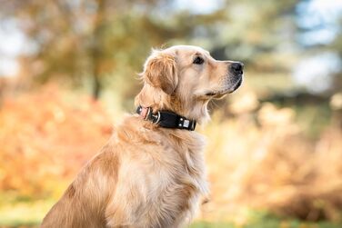 WowWow Professional Dog Collar with Leash - Size 37-46 cm, 195g, lightweight, innovative collar with integrated leash - known from 'The Lion's Den' (M, Black)
