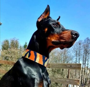 Нашийник для собак Martingale з м'якою підкладкою, 5 см, тренувальний, регульований (до 52 см обхват шиї, 58 см обхват голови), стопор 6 см, сталеві деталі