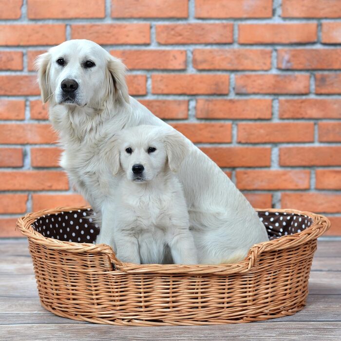 Wicker dog basket for dogs and cats. Dog bed, cat bed with cushion, pet basket, woven cat basket. 60x43 H19 cm (L 80 x W 60 x H 26 cm, Natural)