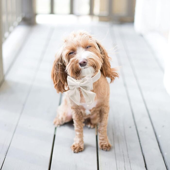 Елегантний ошийник для собак Lionet Paws з краваткою - комфортний шовковий ошийник знімною краваткою для маленьких собак, обхват шиї 25-40 см, білий (1 шт.)