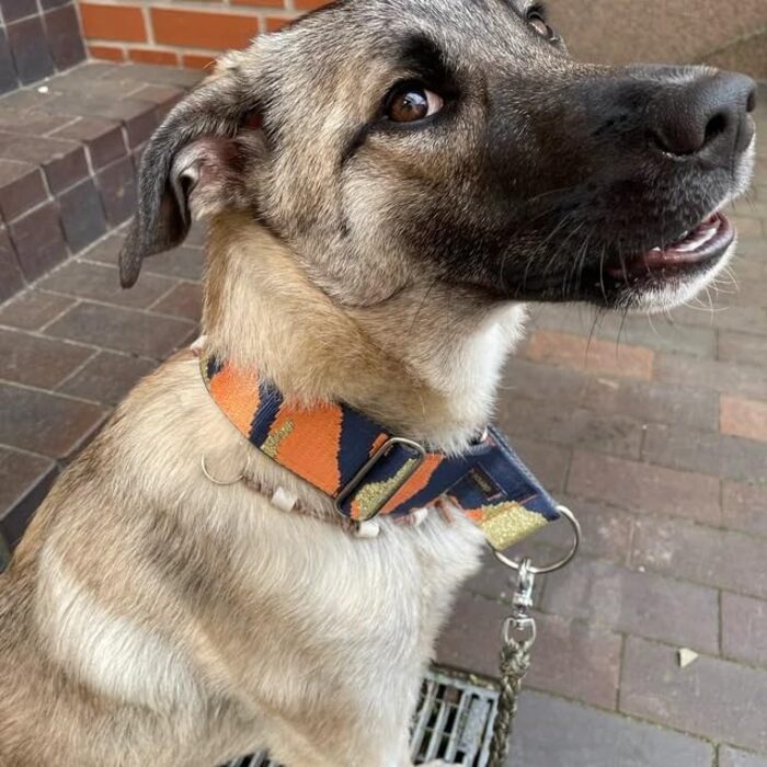 Нашийник для собак Zugstopp з м'якою підкладкою, мартингал, регульований (до 44 см), ширина 5 см, для тренувань, металеві деталі: латунь