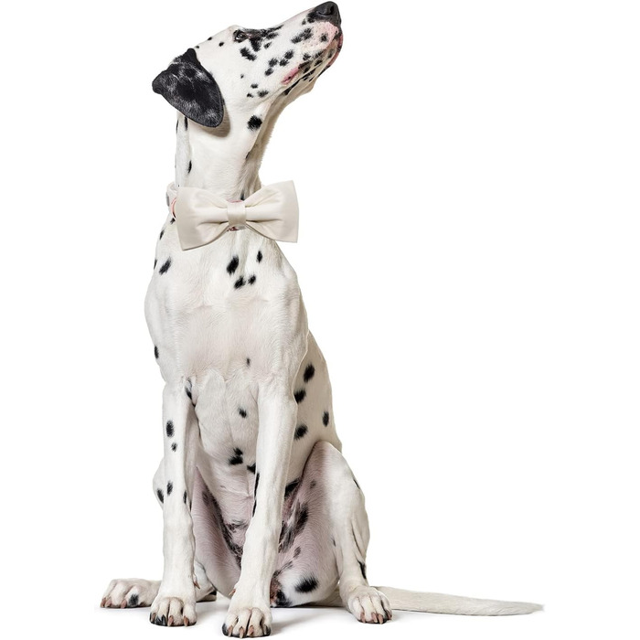 Нашийник для собак Lionet Paws з краваткою - комфортний шовковий нашийник зеленого кольору для маленьких собак, знімний аксесуар, розмір 25-40 см (M, 1 шт.)