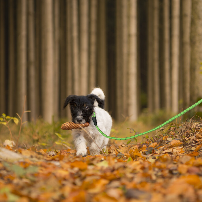 Relaxdays Padded Dog Leash Green 150 cm