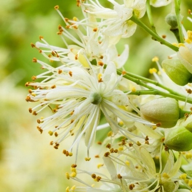 Жіночі парфуми Yodeyma Tayda, 100 мл