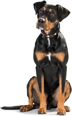 Нашийник для собак HUNTER Swiss, коричнево-чорний, м'яка шкіра, ручна робота, розмір M-L (60), Німеччина