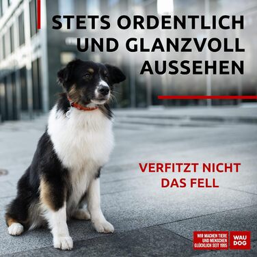 Стильний шкіряний нашийник для собак WAUDOG: для малих, середніх та великих порід, 20-25 см, ширина 8 мм, оранжевий