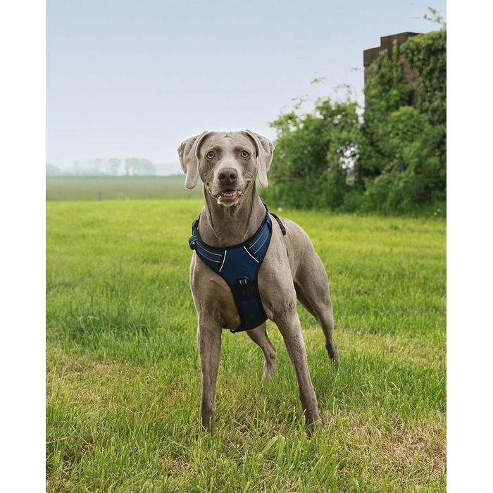 Нашийник для собак Lionto з м'якого нейлону, великий розмір, з відбиваючими елементами, анти-тяга, з 2 кільцями та 4 ремінцями, з двома застібками-кліпсами та гумовою ручкою (XL, блакитний)