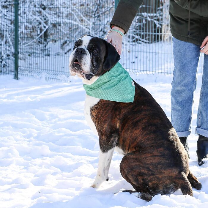Нашийник для собак Pettsie з банданою та браслетом дружби, регульовані розміри S, M, L, знімний бандана, приваблива упаковка, для власників собак, зелений, L 45,7-66 см